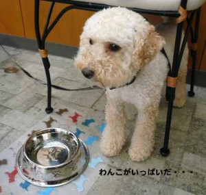 e382abe38395e382a7e291a0e381aee382b3e38394e383bc1