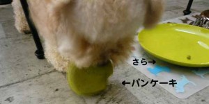 e382abe38395e382a7efbc92e381aee382b3e38394e383bc1