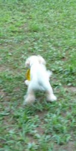 e38388e383ace383bce3838be383b3e382b0efbc91e381aee382b3e38394e383bc