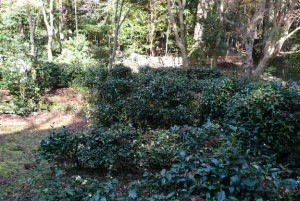 e88cb6e59c92efbc91e381aee382b3e38394e383bc