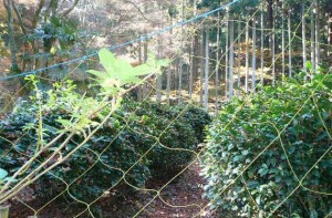 e88cb6e59c92efbc92e381aee382b3e38394e383bc