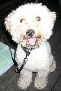 e3828fe38289e38186e38184e381ace381aee382b3e38394e383bc