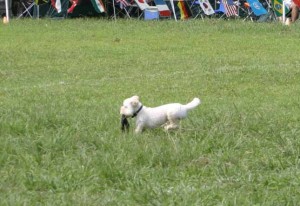 e382a2e38383e382b5e383a0efbc91re38080e381a7e38197e3819fe381aee382b3e38394e383bc