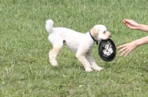 e382a2e38383e382b5e383a0efbc91re38080e38282e381a9e381a3e381a6e3818de3819fe38288e381aee382b3e38394e383bc