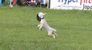 e382a2e38383e382b5e383a0efbc91re38080efbc91e381aee382b3e38394e383bc