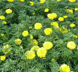 e382b5e382afe383a9e383b3e3839ce3839be383bce383abe88ab1e5a387efbc92e381aee382b3e38394e383bc