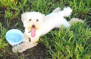 e5a495e697a5e38292e6b5b4e381b3e381a6e381aee382b3e38394e383bc