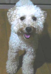 e9a39fe5be8ce381aee382b3e38394e383bc