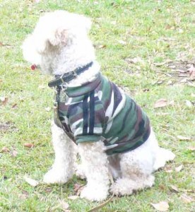 e381bee381a6e38080e381a0e38199e381aee382b3e38394e383bc