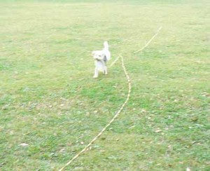 e38282e381a9e3828ae4b8ade381aee382b3e38394e383bc