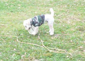 e382ace382b8e383a9e38281e381aee382b3e38394e383bc