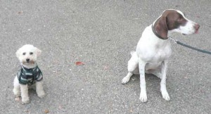 e38381e382a7e382b9e3818fe38293e381a8e38080efbc91e381aee382b3e38394e383bc