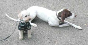 e38381e382a7e382b9e3818fe38293e381a8e38080efbc92e381aee382b3e38394e383bc1