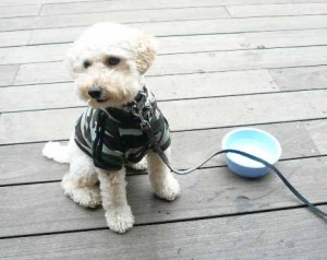 e383a9e383bce383a1e383b3e38284e38195e38293e381a7e381aee382b3e38394e383bc