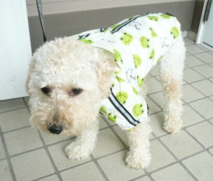 e383ace382a4e383b3e382b3e383bce38388efbc92e381aee382b3e38394e383bc