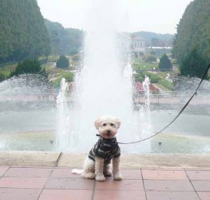 e599b4e6b0b4e381aee5898de381a7e381aee382b3e38394e383bc4