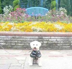 e88ab1e5a387e381aee381bee38188e381a7e381aee382b3e38394e383bc2