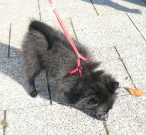 e382a2e382a4e381a1e38283e38293e381aee382b3e38394e383bc