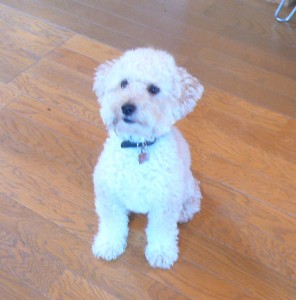 e382abe38395e382a7e38386e383aae382a2e381abe381a6e381aee382b3e38394e383bc