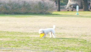 e38387e382a3e382b9e382afe7b7b4e381aee382b3e38394e383bc