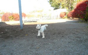 e38389e38383e382b0e383a9e383b3e4b8adefbc92e381aee382b3e38394e383bc1