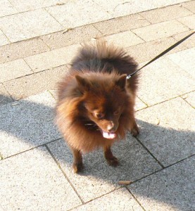 e383a9e38383e382afe381a1e38283e38293e381aee382b3e38394e383bc