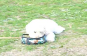 e4bc91e686a9e4b8ade381aee382b3e38394e383bc