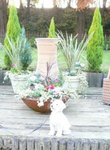 e88ab1e5a387e381aee5898de381a7e381aee382b3e38394e383bc