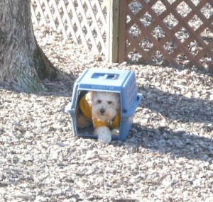 efbc91efbc8fefbc94e38080e3838fe382a6e382b9e381aee382b3e38394e383bc