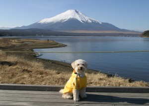 efbc91efbc8fefbc94e5af8ce5a3abe5b1b1e381aee6b996e79594e381aee382b3e38394e383bc