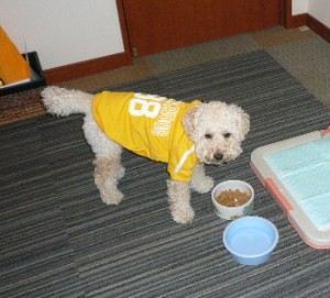 efbc91efbc8fefbc94e69c9de38194e9a3afe381aee382b3e38394e383bc