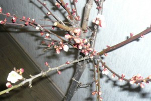 e6a285e381aee69e9de38080efbc92e381aee382b3e38394e383bc