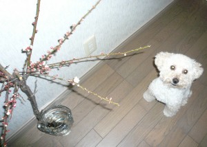 e6a285e381aee69e9de381a8ae381aee382b3e38394e383bc