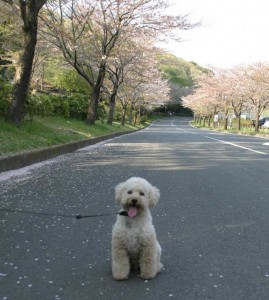 e585ace59c92e381aee6a19ce4b8a6e69ca8e38080efbc94efbc8fefbc91efbc91e381aee382b3e38394e383bc