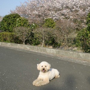 e585ace59c92e381aee6a19ce590b9e99baae38080efbc94efbc8fefbc91efbc91e381aee382b3e38394e383bc