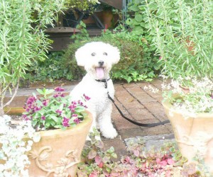 Tea Roomにて１のコピー