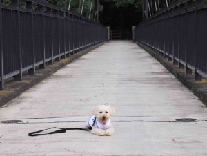 橋にてのコピー