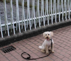 鮎美橋の上でのコピー１