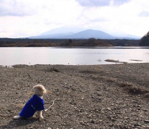 1-3精進湖のほとりで 1-3精進湖のほとりで