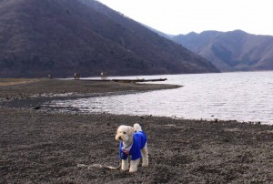 1/3 本栖湖のほとりでのコピー 1/3 本栖湖のほとりでのコピー