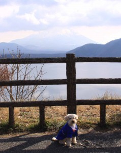 1/3 本栖湖のコピー 1/3 本栖湖のコピー