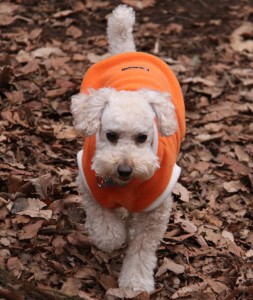 林の中のドッグラン８のコピー