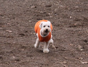 林の中のドッグラン３のコピー