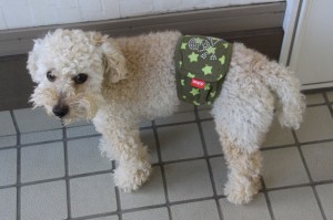 マナーベルト 2のコピー マナーベルト 2のコピー