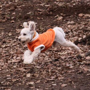 林の中のドッグラン５のコピー