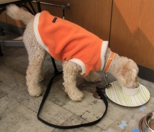 カボチャのプリン食事中のコピー