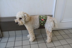 マナーベルト1 マナーベルト1