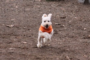 林の中のドッグラン４のコピー