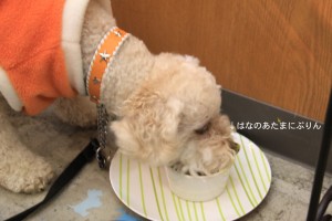 カボチャプリンのおやつ中