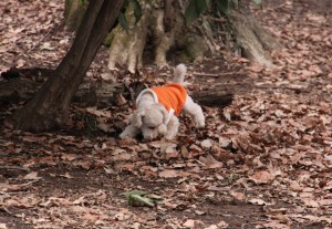 林の中のドッグラン６